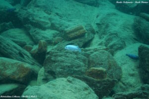 Metriaclima estherae 'Border'